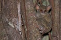 Tarsius small nocturnal monkey Royalty Free Stock Photo