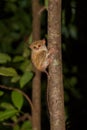 Tarsius spectrum,Tangkoko National Park, Sulawesi Royalty Free Stock Photo