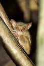 Tarsius spectrum,Tangkoko National Park, Sulawesi Royalty Free Stock Photo