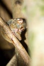 Tarsius spectrum,Tangkoko National Park, Sulawesi Royalty Free Stock Photo