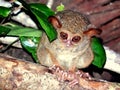 Tarsius spectrum, Tangkoko north Sulawesi Royalty Free Stock Photo