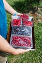 Tart Cherries and Black Raspberries