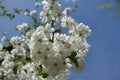 Tart cherry branch in bloom in spring