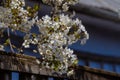 tart cherry tree generous blossom and detail of old country house traditional rural fruit tree spring nature awakening