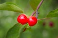 Tart Red Cherries (Prunus Cerasus)