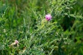 Tartar prickly - a thorny plant, curly thistle herb honey plant.
