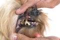 Tartar teeth of old dog