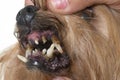 Tartar teeth of old dog
