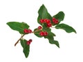 Tartarian Honeysuckle (Lonicera tatarica) plant with red berries Royalty Free Stock Photo