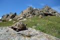 Tartoise in dobrogea mountains,romania