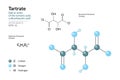 Tartrate. Salt or Ester of the Tartaric Acid, a Dicarboxylic Acid. Structural Chemical Formula and Molecule 3d Model. C4H4O6