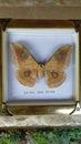 Tasar Silk Moth beautiful frame Royalty Free Stock Photo