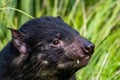 Tasmainian Devil sitting in the grass. Auckland Zoo, Auckland, New Zealand Royalty Free Stock Photo