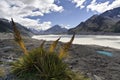 Tasman Glacier and Speargrass Royalty Free Stock Photo