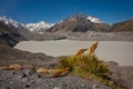 Tasman Lake in Mt. Cook National park, New Zealand Royalty Free Stock Photo