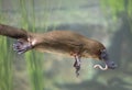 platypus feeding on a worm.