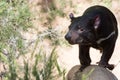 Tasmania devil close up portrait Royalty Free Stock Photo