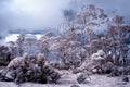 Snowing forest