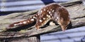 Tasmania Quoll horisontal