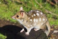 Tasmania Quoll Side