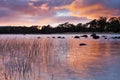 Tasmania St CLair Red sunrise Royalty Free Stock Photo