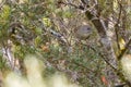 Tasmanian brown Scrubwren bird perching on tree branch in forest Royalty Free Stock Photo