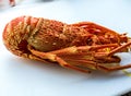 Cooked Tasmanian crayfish or spiny lobster