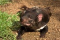 Tasmanian devil Royalty Free Stock Photo
