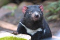 Tasmanian Devil Royalty Free Stock Photo