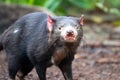 Tasmanian Devil Royalty Free Stock Photo