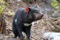 Tasmanian Devil