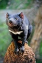 Tasmanian Devil Royalty Free Stock Photo