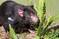 Tasmanian Devil Royalty Free Stock Photo