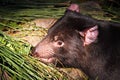 Tasmanian Devil Royalty Free Stock Photo