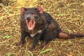 Tasmanian Devil Angry