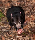 Tasmanian devil very fierce