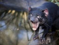 Tasmanian devil Royalty Free Stock Photo