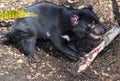 Tasmanian devil very fierce