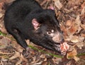 Tasmania devil