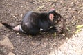 Tasmanian Devil Eating Food