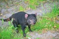 Tasmanian Devil Royalty Free Stock Photo