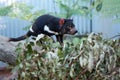 Tasmanian Devil Royalty Free Stock Photo