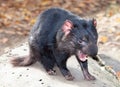 Tasmanian devil Royalty Free Stock Photo