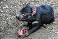 Tasmanian devil in Featherdale Wildlife Park, Australia