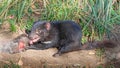 Tasmanian Devil Feeding