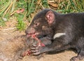 Tasmanian Devil Feeding