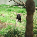 Tasmanian Devil in Hobart, Tasmania Royalty Free Stock Photo