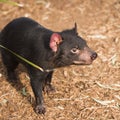 Tasmanian Devil in Hobart, Tasmania Royalty Free Stock Photo