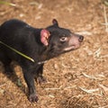 Tasmanian Devil in Hobart, Tasmania Royalty Free Stock Photo