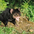 Tasmanian Devil in Hobart, Tasmania Royalty Free Stock Photo